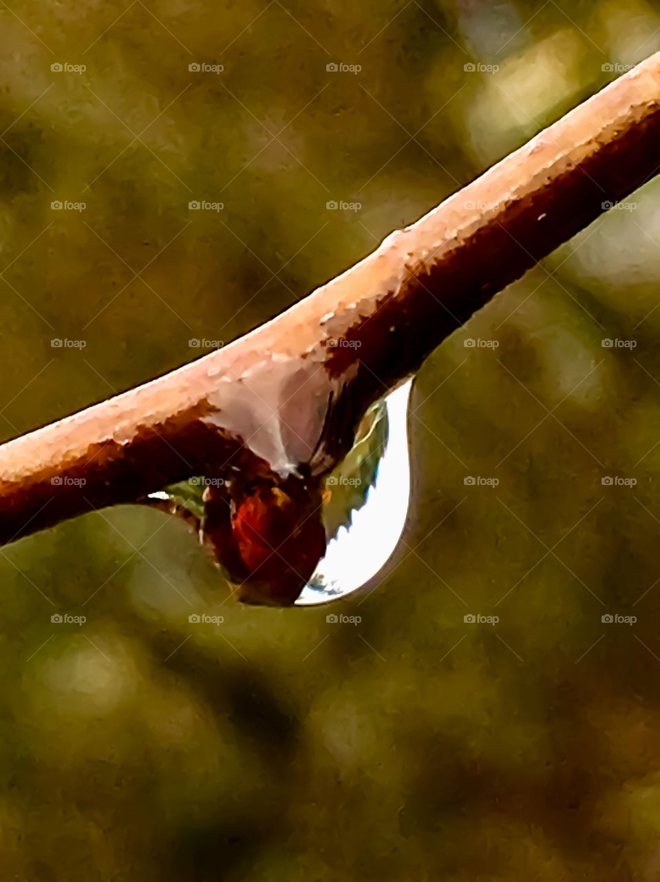 Winter Water Drop