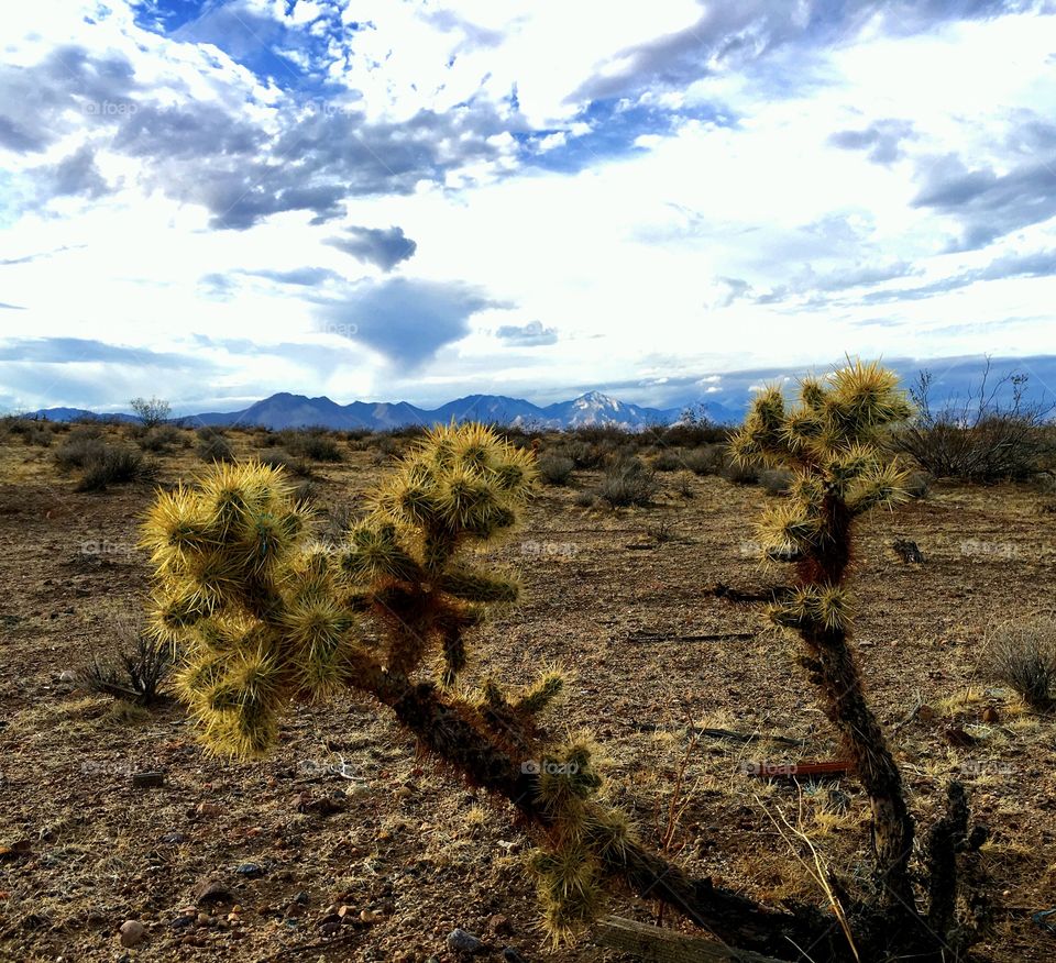 The Mojave Desert after a month of much needed rain! 