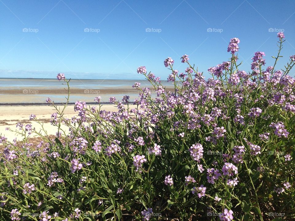 View of beach through flowering seaside bush