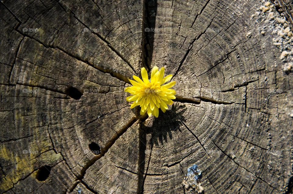 Dandelion on wooden background. Flowers. Natural background 