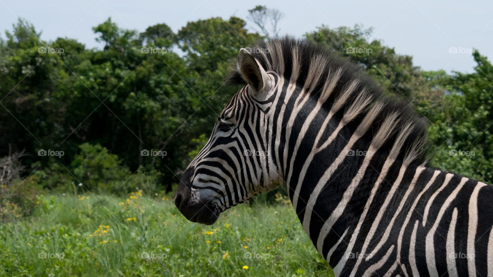 zebra
