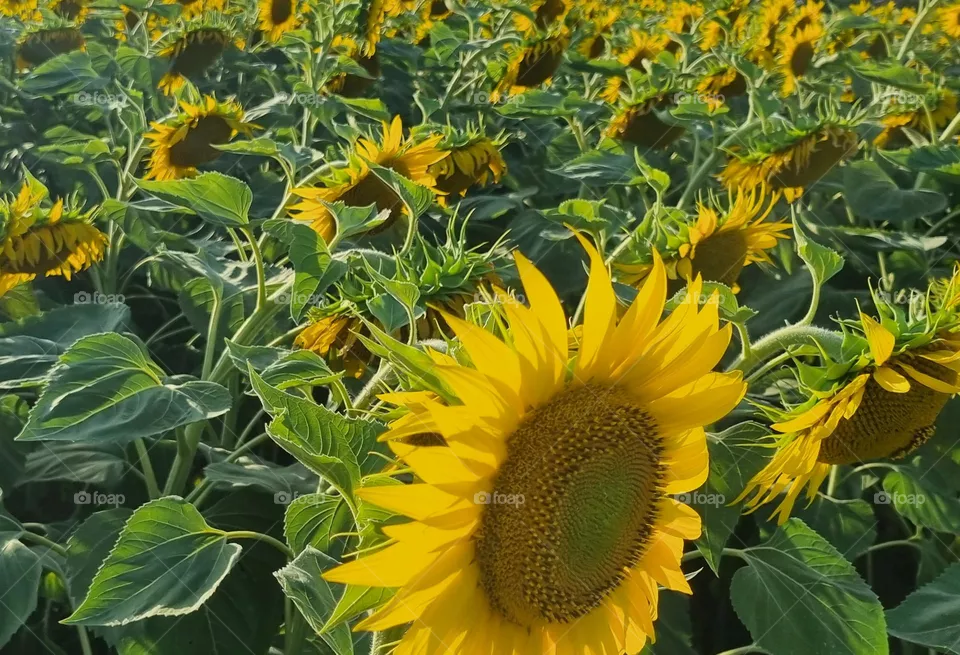 girasoli