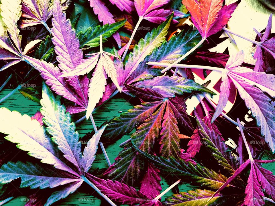 colors of marijuana
