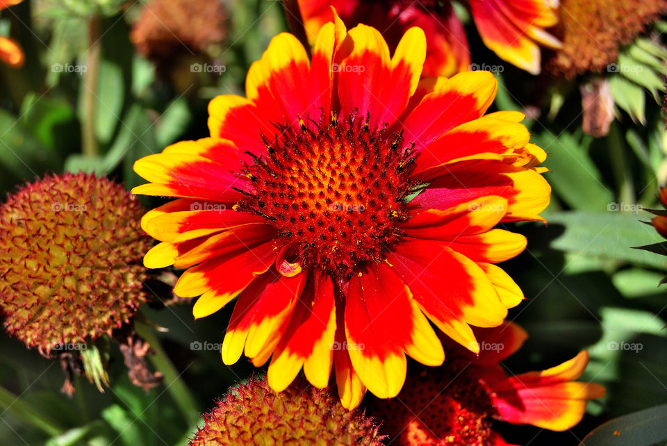 yellow flower red bright by delvec