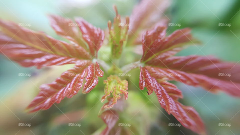 Directly above shot of red leafs plant
