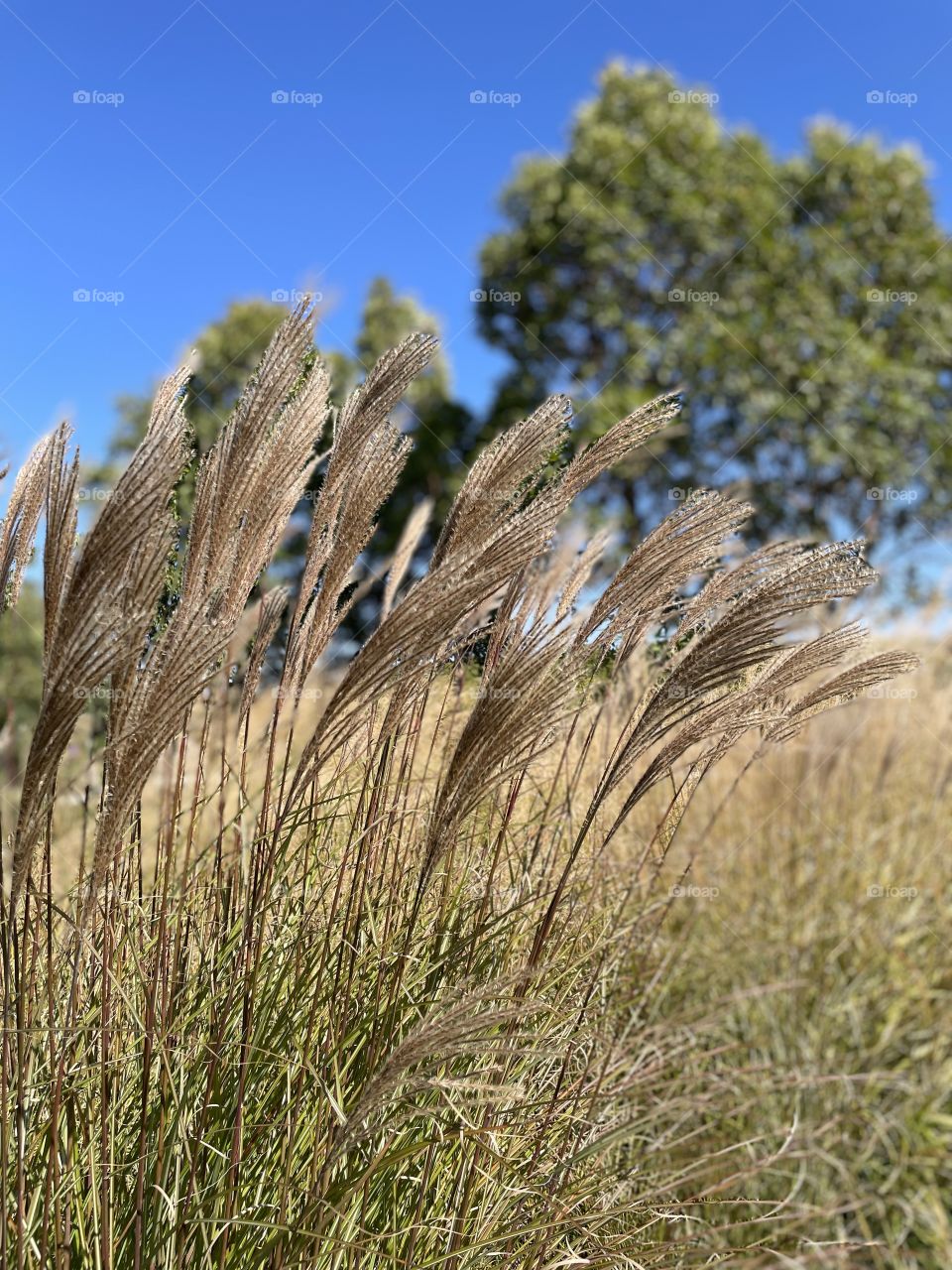 Blowing in the Wind 2