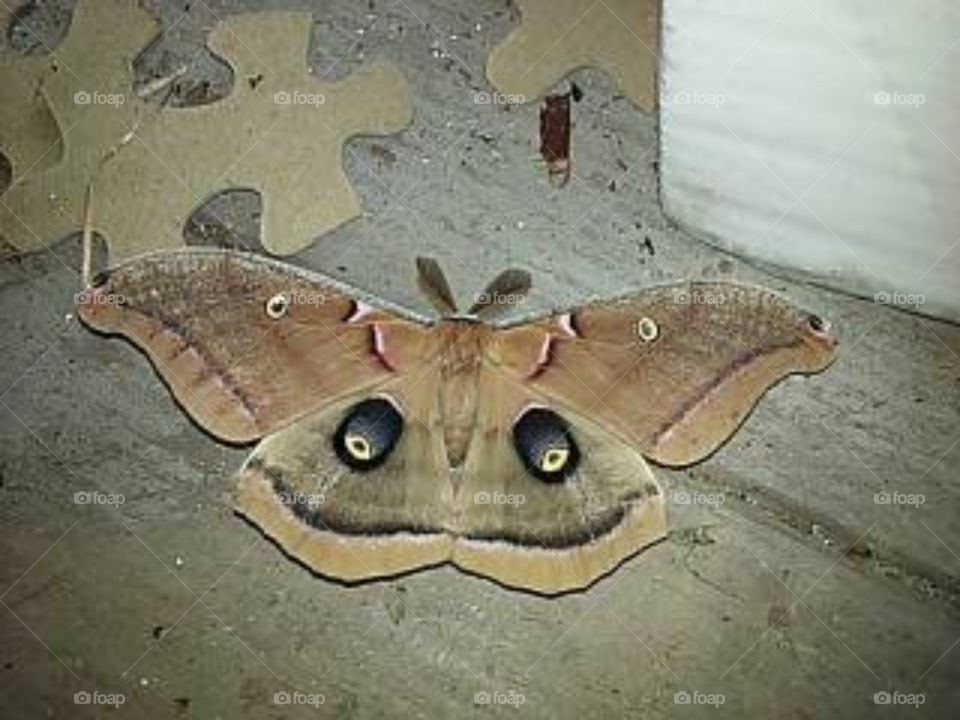 Antheraea polyphemus (polyphemus moth) Giant Sill Moth