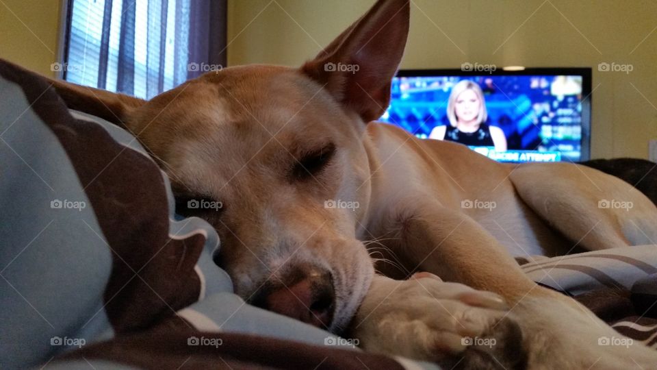 Sleepy Pup. Our pretty girl napping.