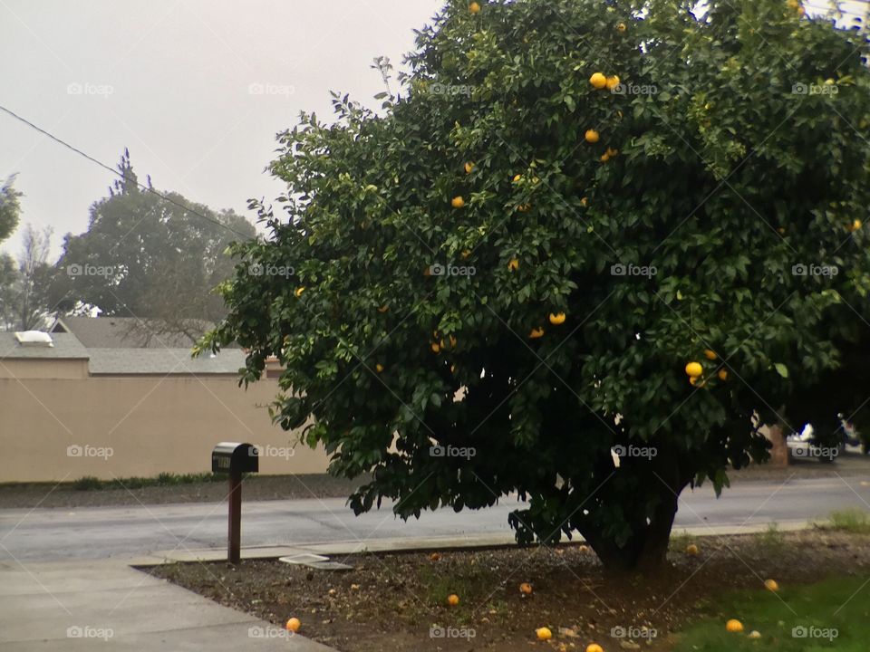 Grapefruit tree