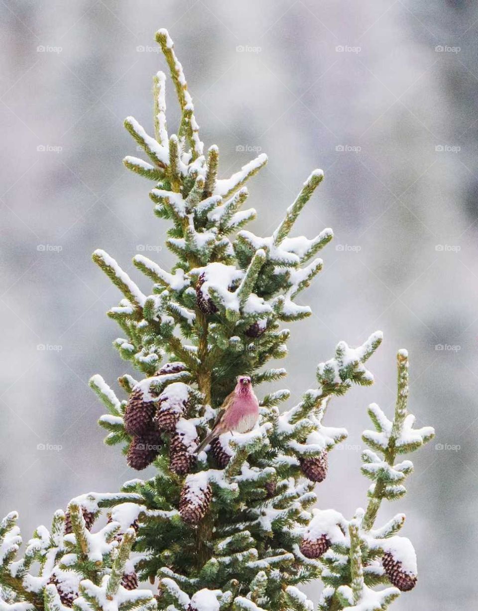 White Plum and Crimson Sparrow