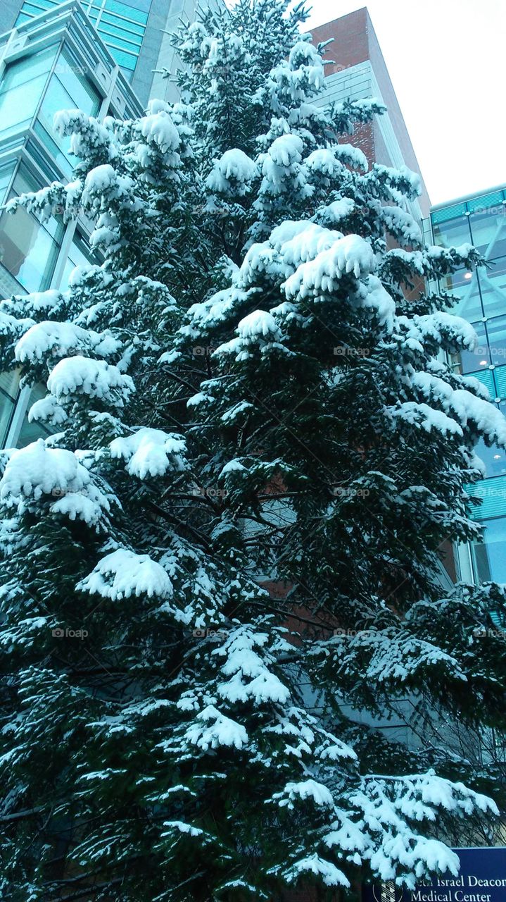 Winter, Snow, Tree, No Person, Frost