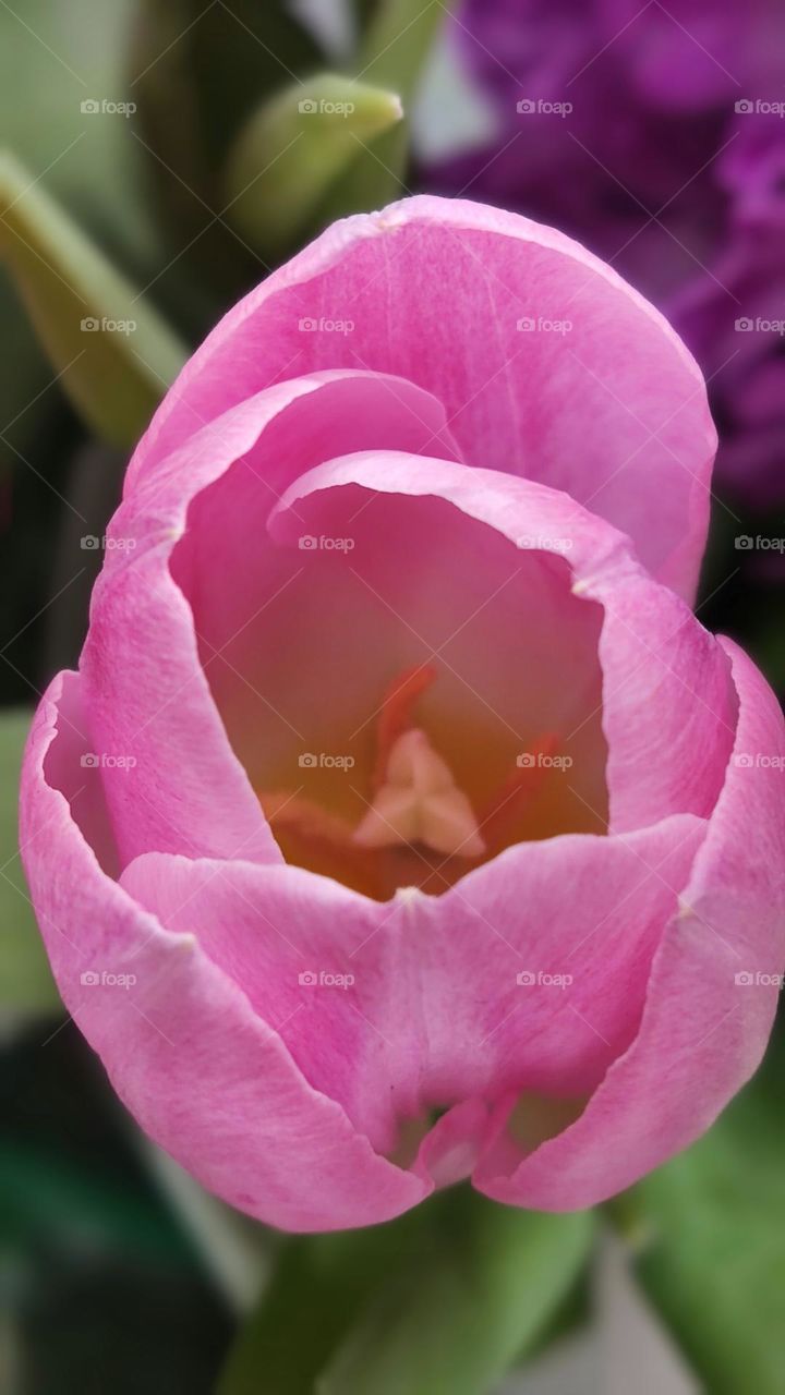 pink tulip