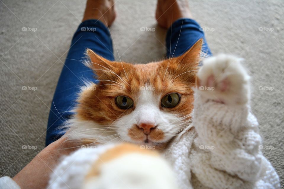 selfie red cat portrait in the sweater and female legs home