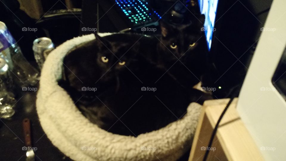 sibling cats sharing a bed