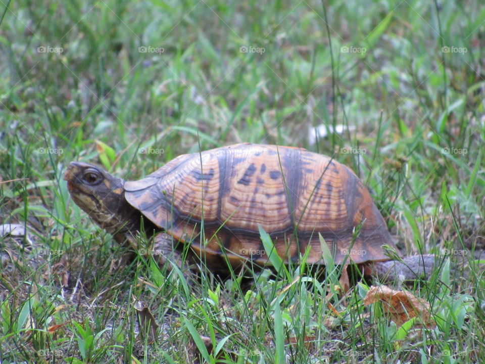 Eastern box turtle