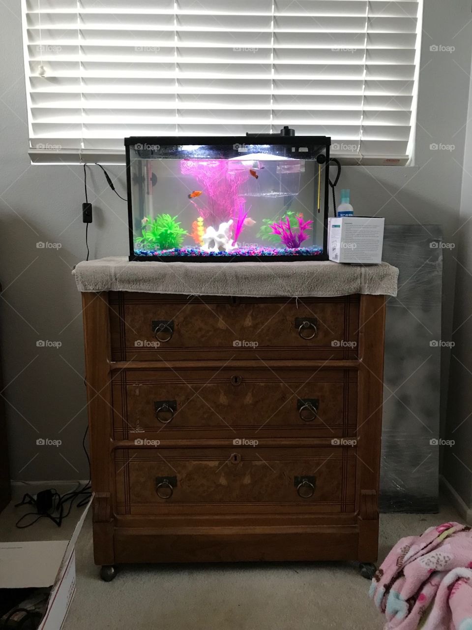 My First Fish Tank