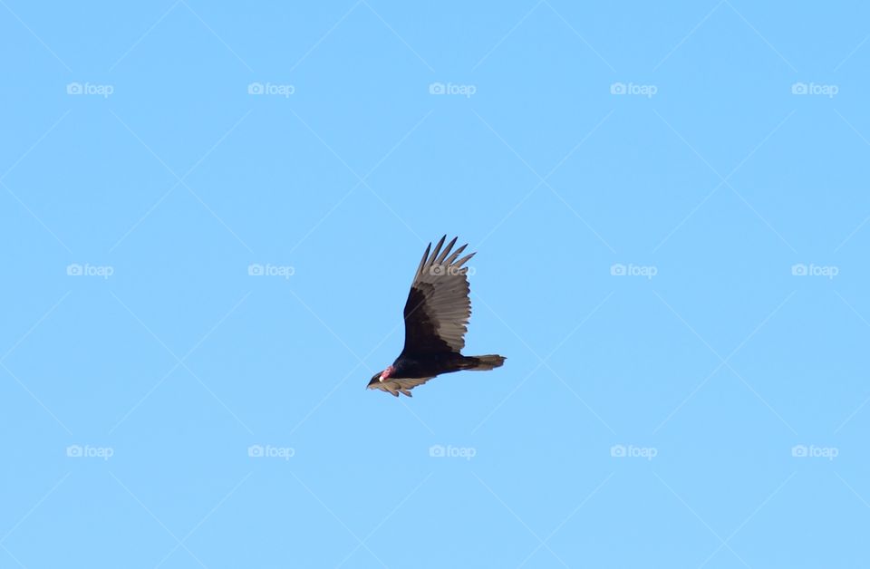 Vulture flying 