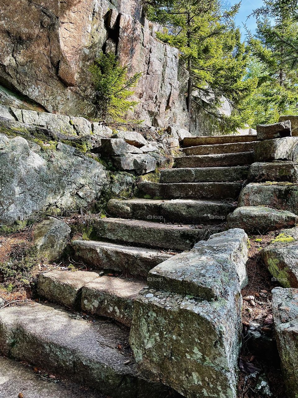 Stone steps lead up through a timber forest at the Asticou Terraces on Mount Desert Island, Maine.