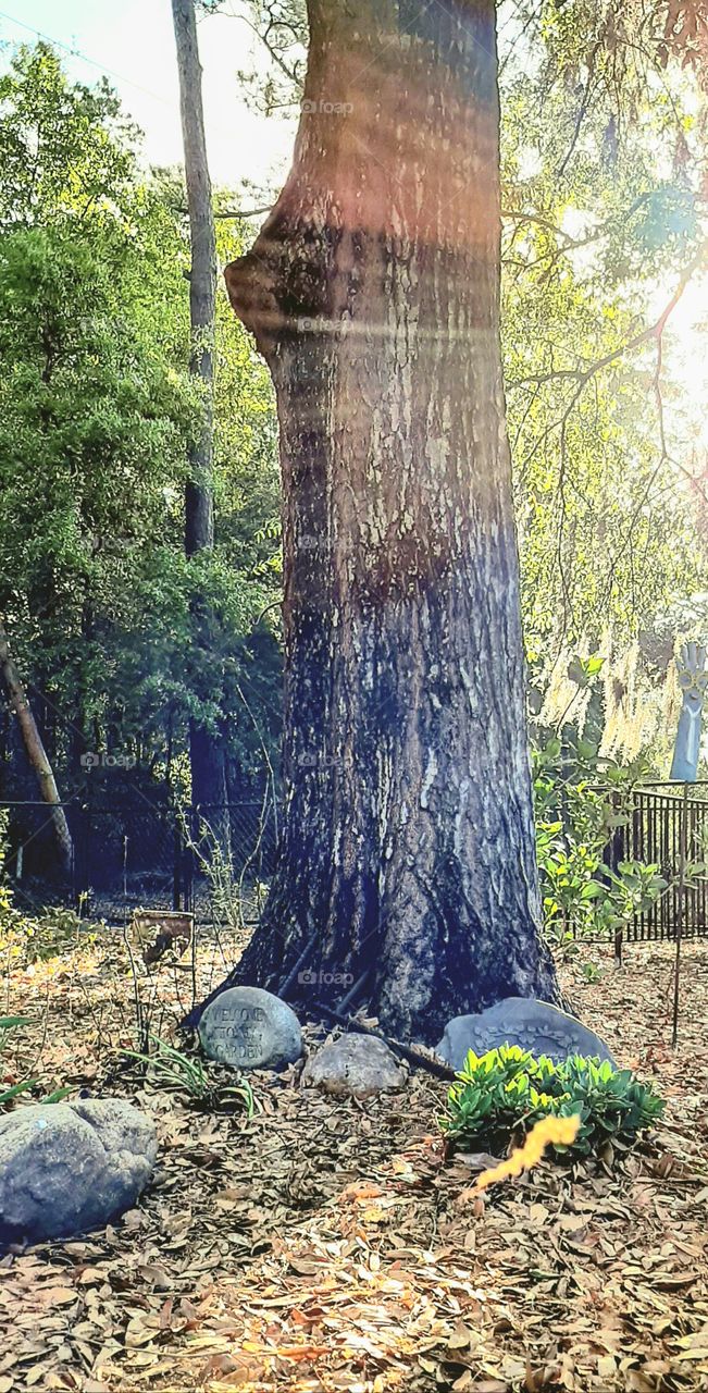 in the wind floating on air in the morning sun rays under the oak trees