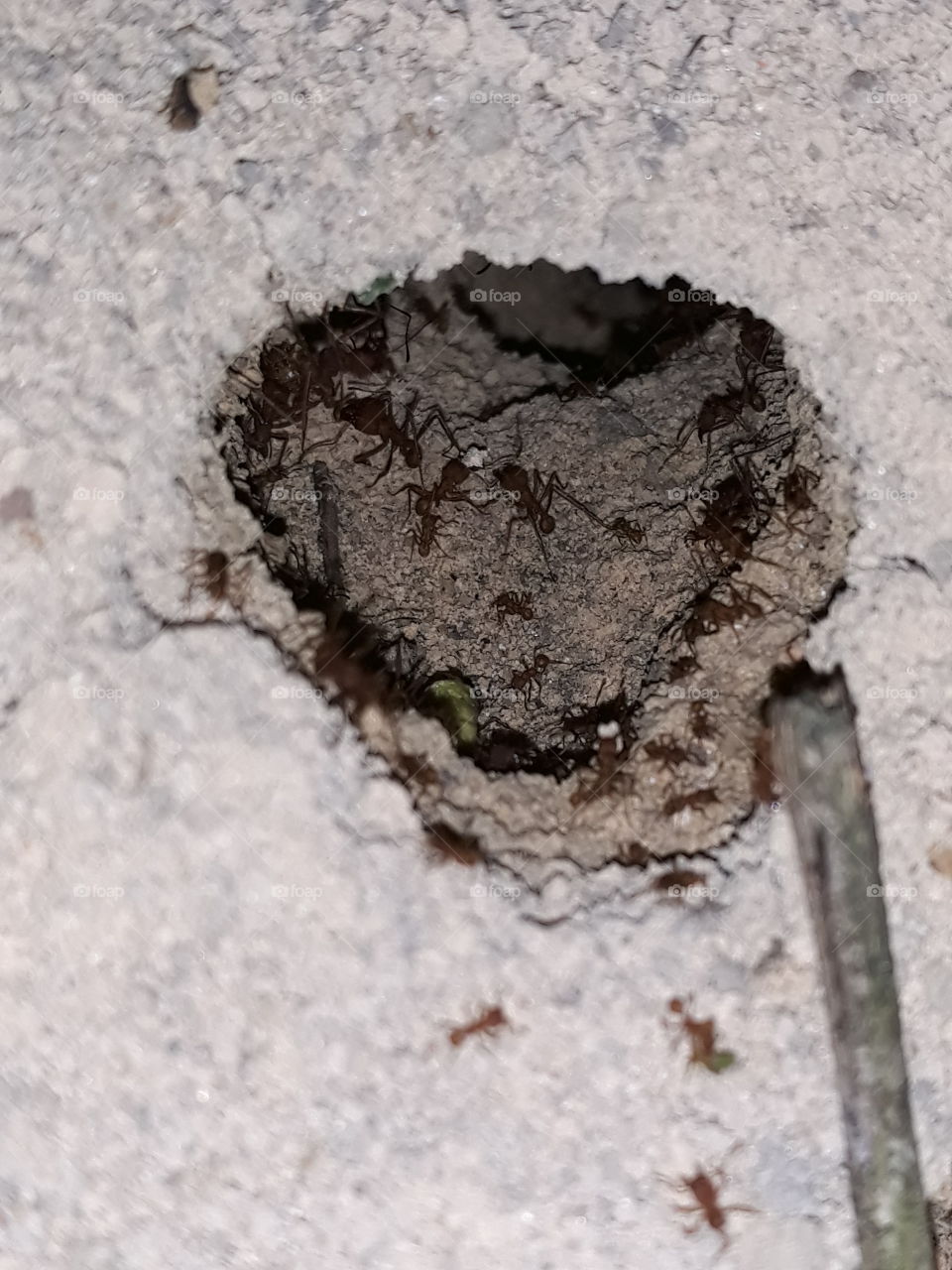 home's ants