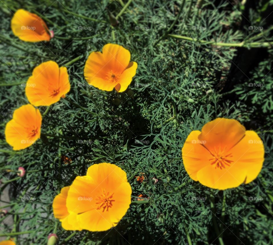 California’s state flower | San Francisco, CA