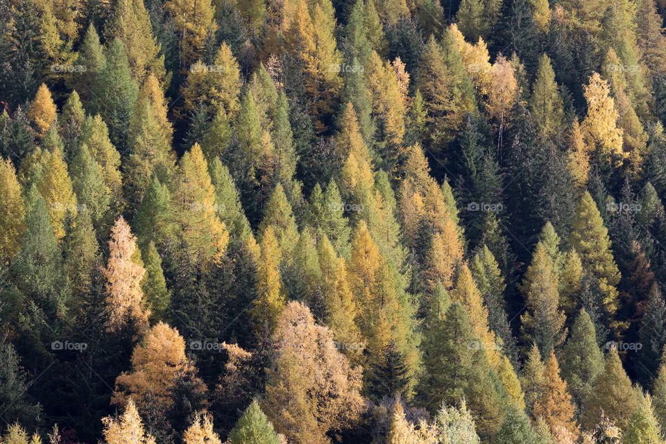 Autum forest with colors from green yellow to orange 