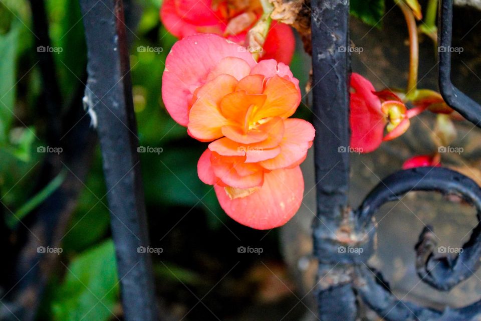 Flowers growing on plant near metallic gate