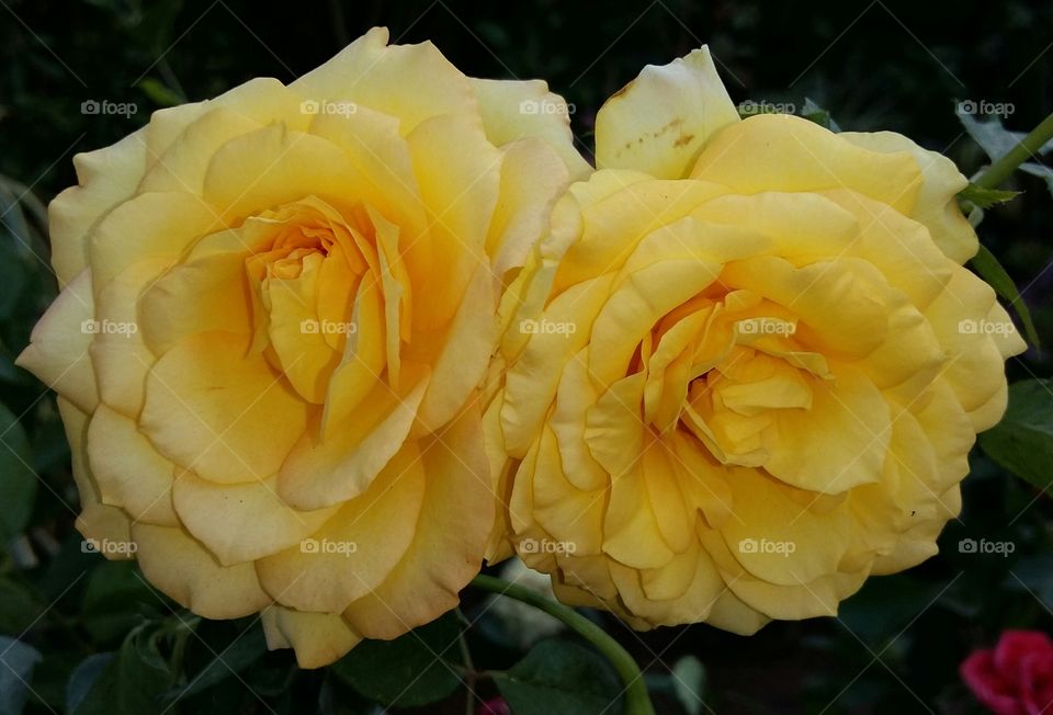 Rose - The flower of love.