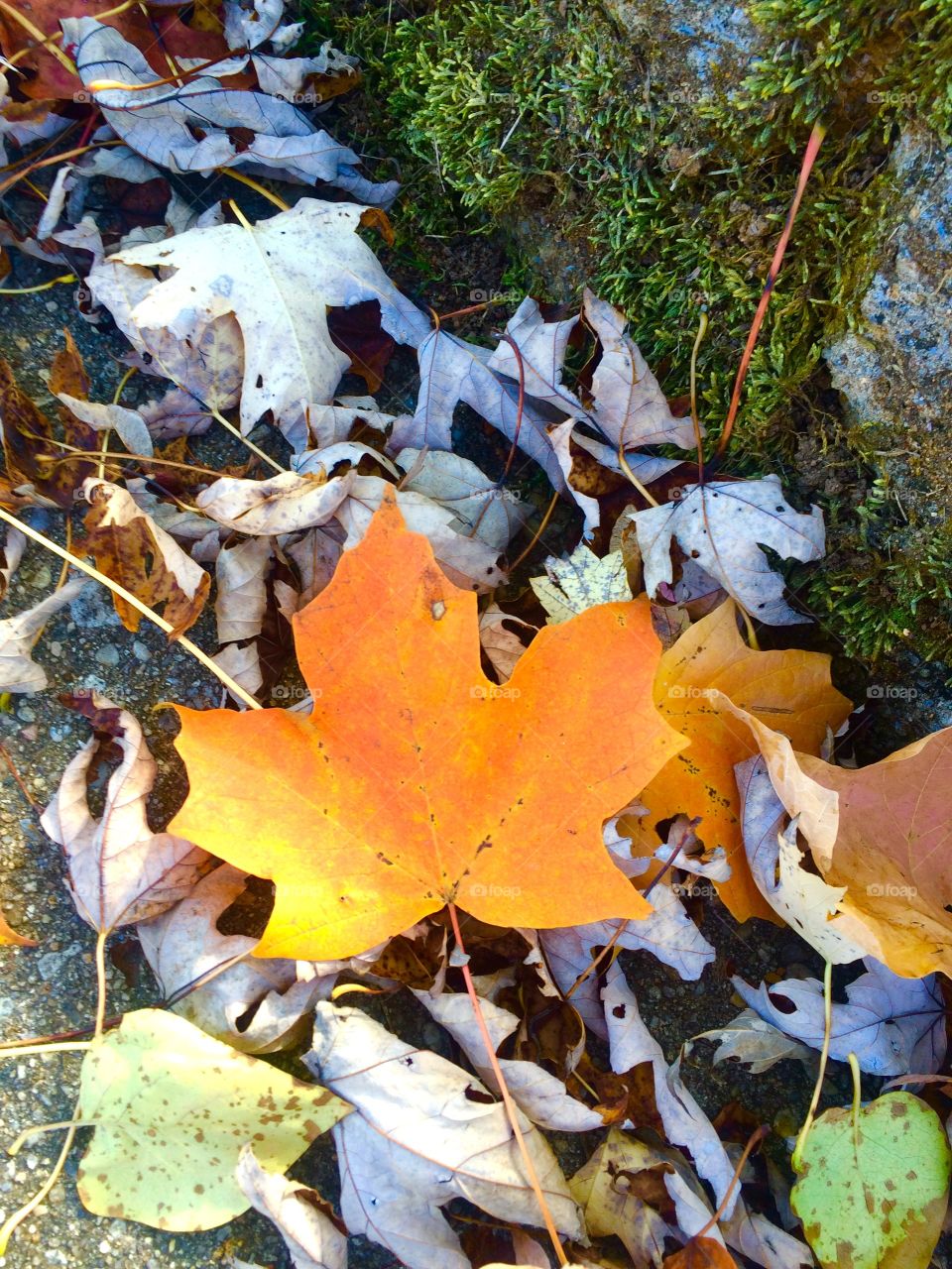 Autumn Orange