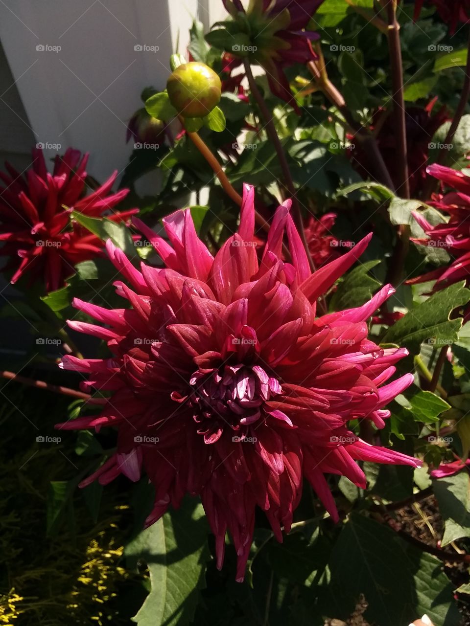 red dahlia