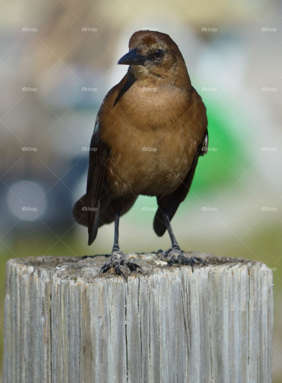 female boat-tailed grackle