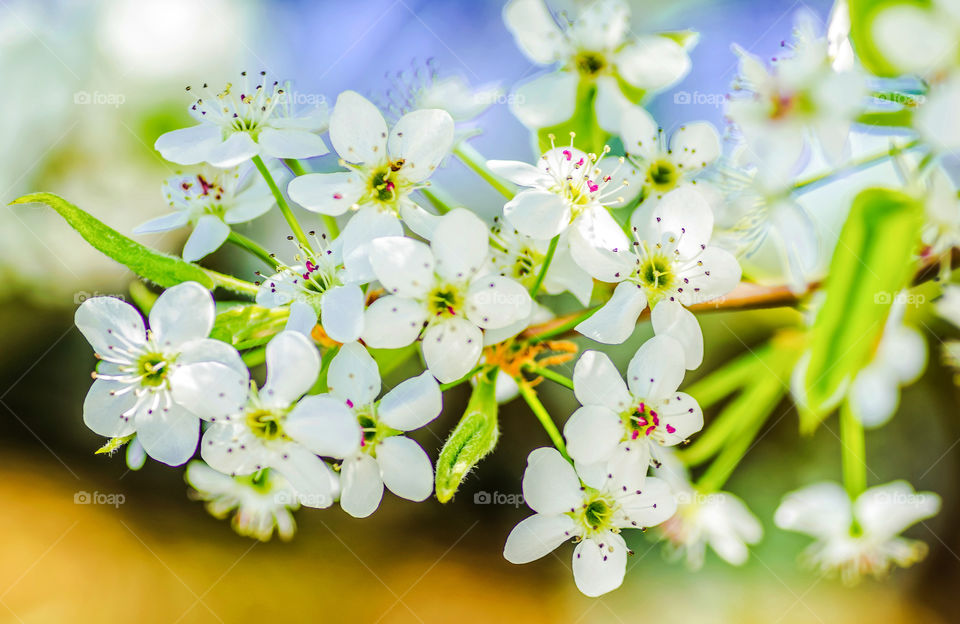 Spring bloom