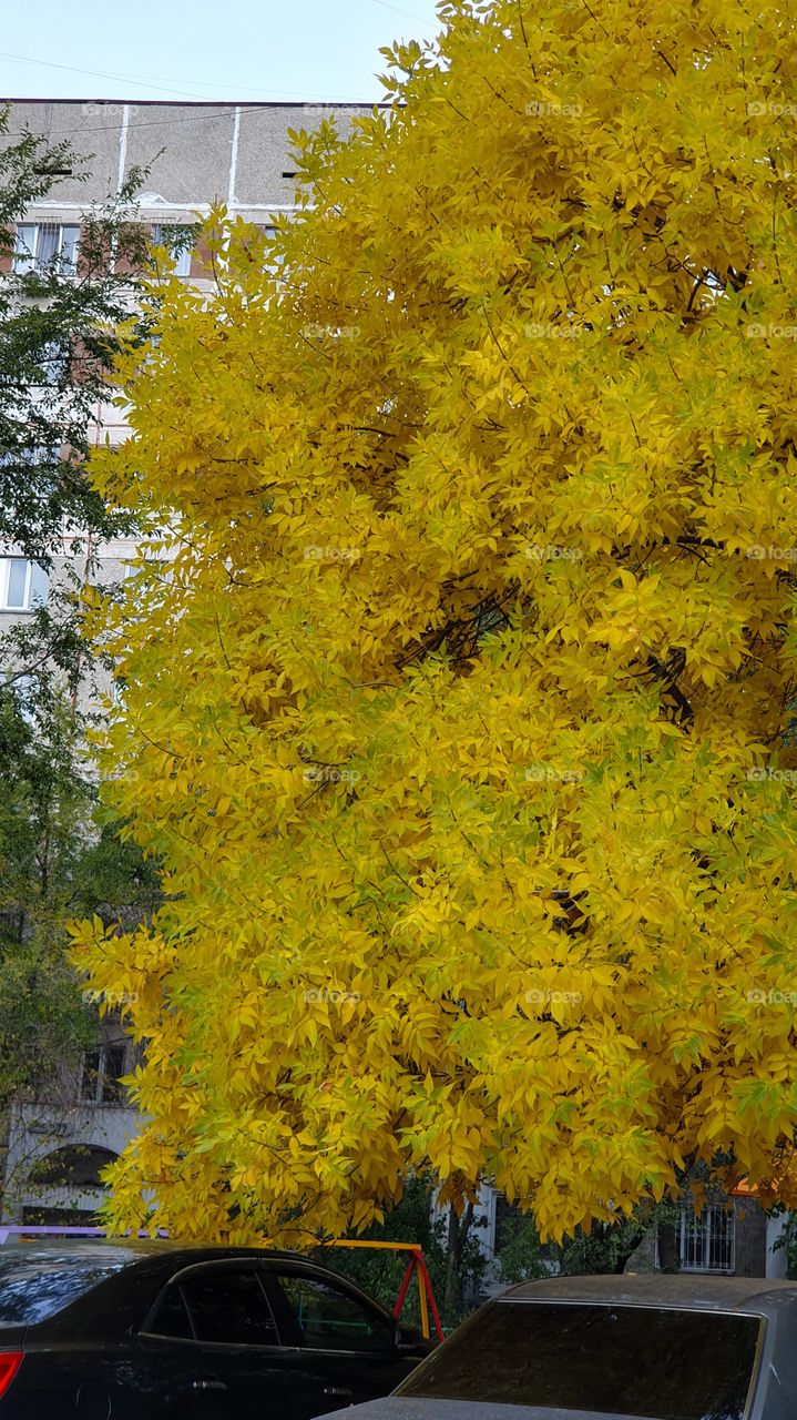 bright yellow ash tree in fall and cars