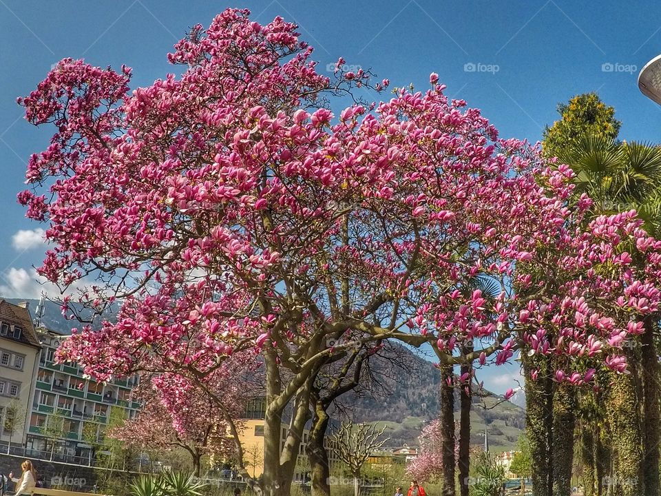 Springtime in Merano 