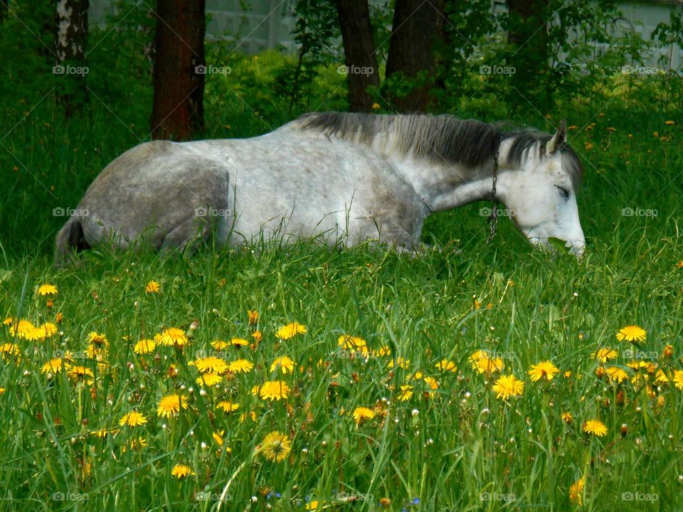 horse sleep