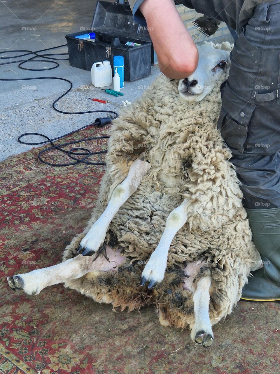 Sheep is a nice shave at the hairdresser