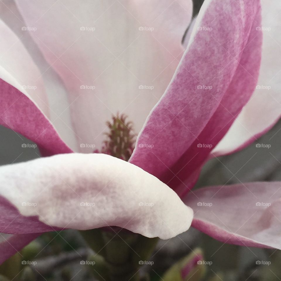 Tulip tree closeup