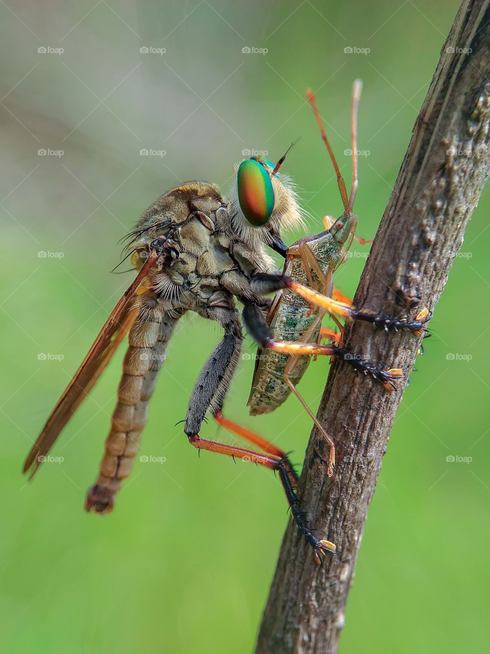 robberflies with prey