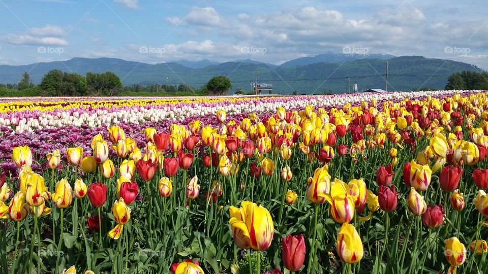 Tulip festival