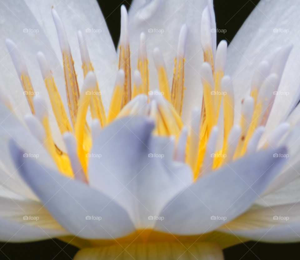 yellow flower macro closeup by lightanddrawing