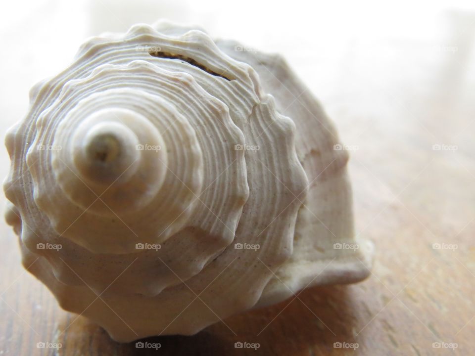 Whit seashell on wood desk
