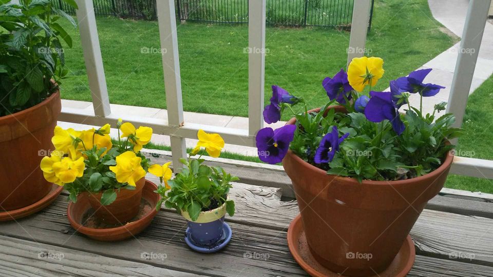 Pansies