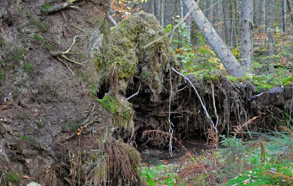 Fallen tree, rotvälta