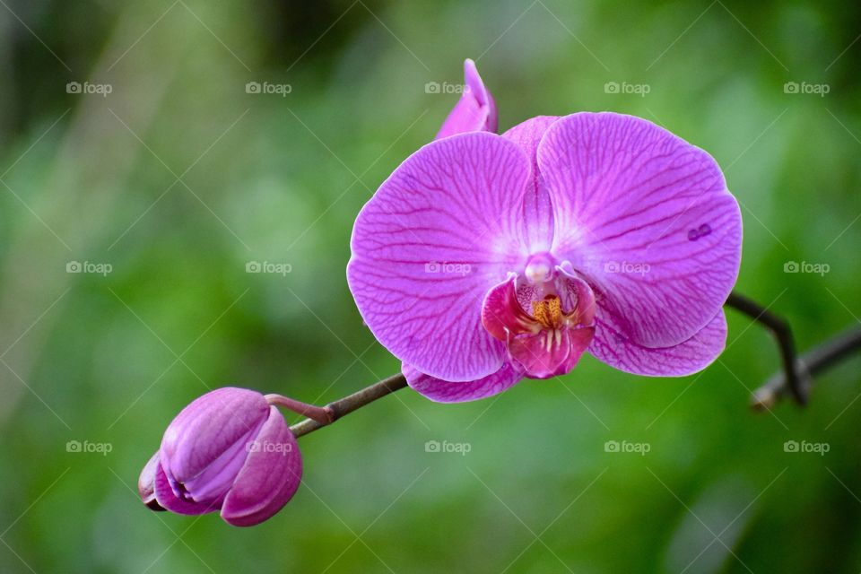 Beautiful purple orchid