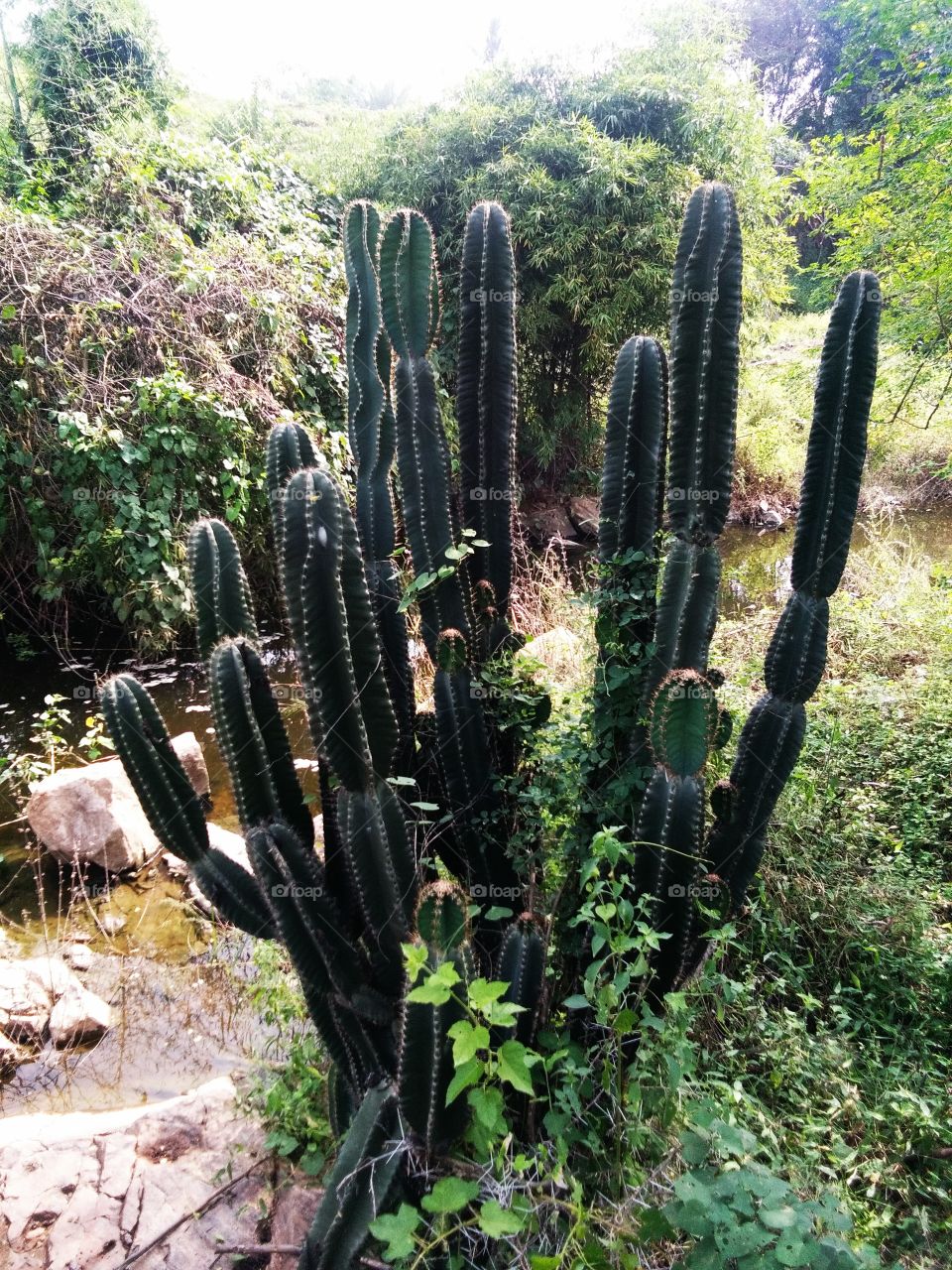cactus plant and shorp mullin at natural