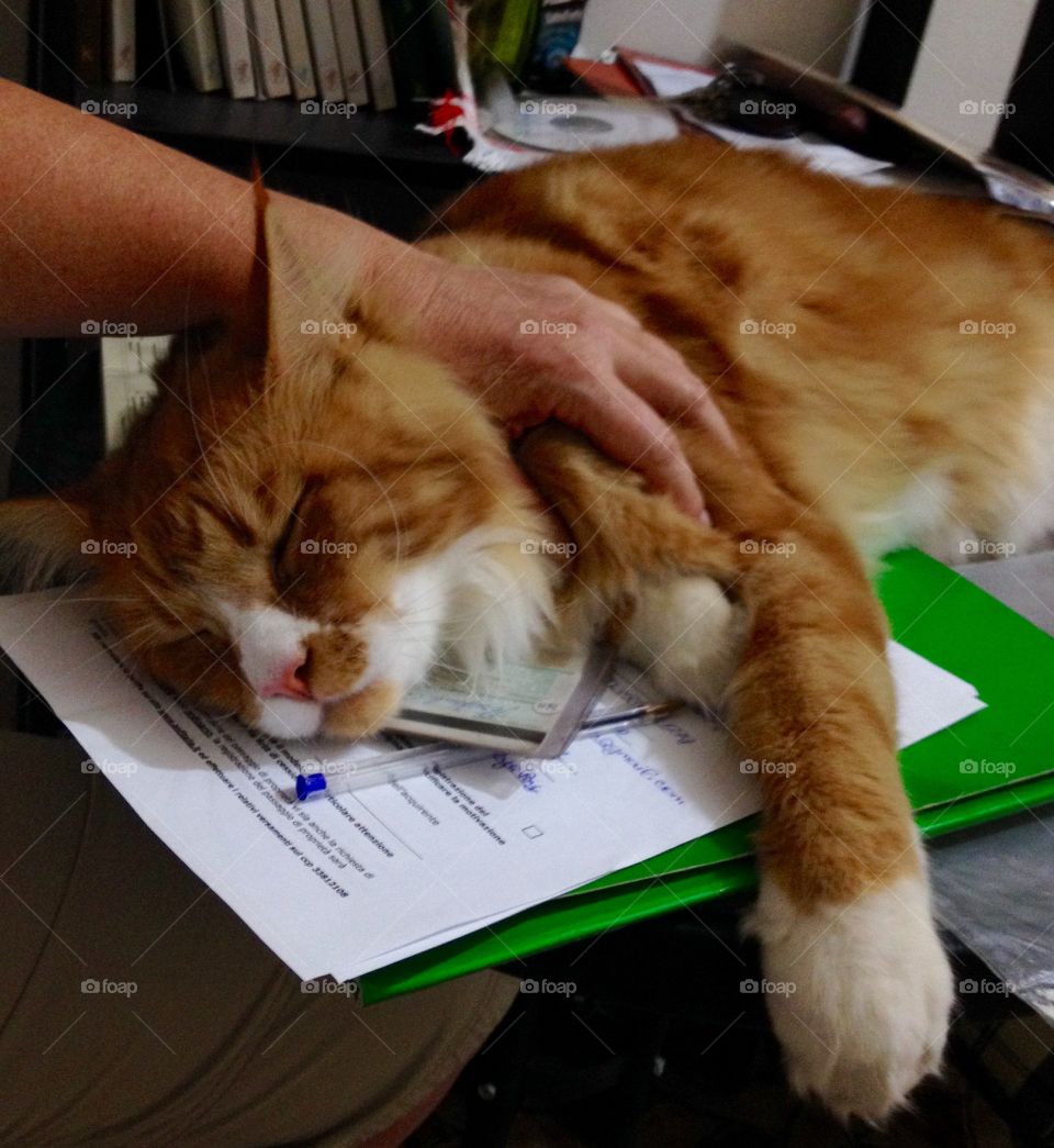 My Cat Helping Me. My Maine Coon 2 years Joung Cat adore to stay near me when I work. He thinks it's the best way to have me only for him. 