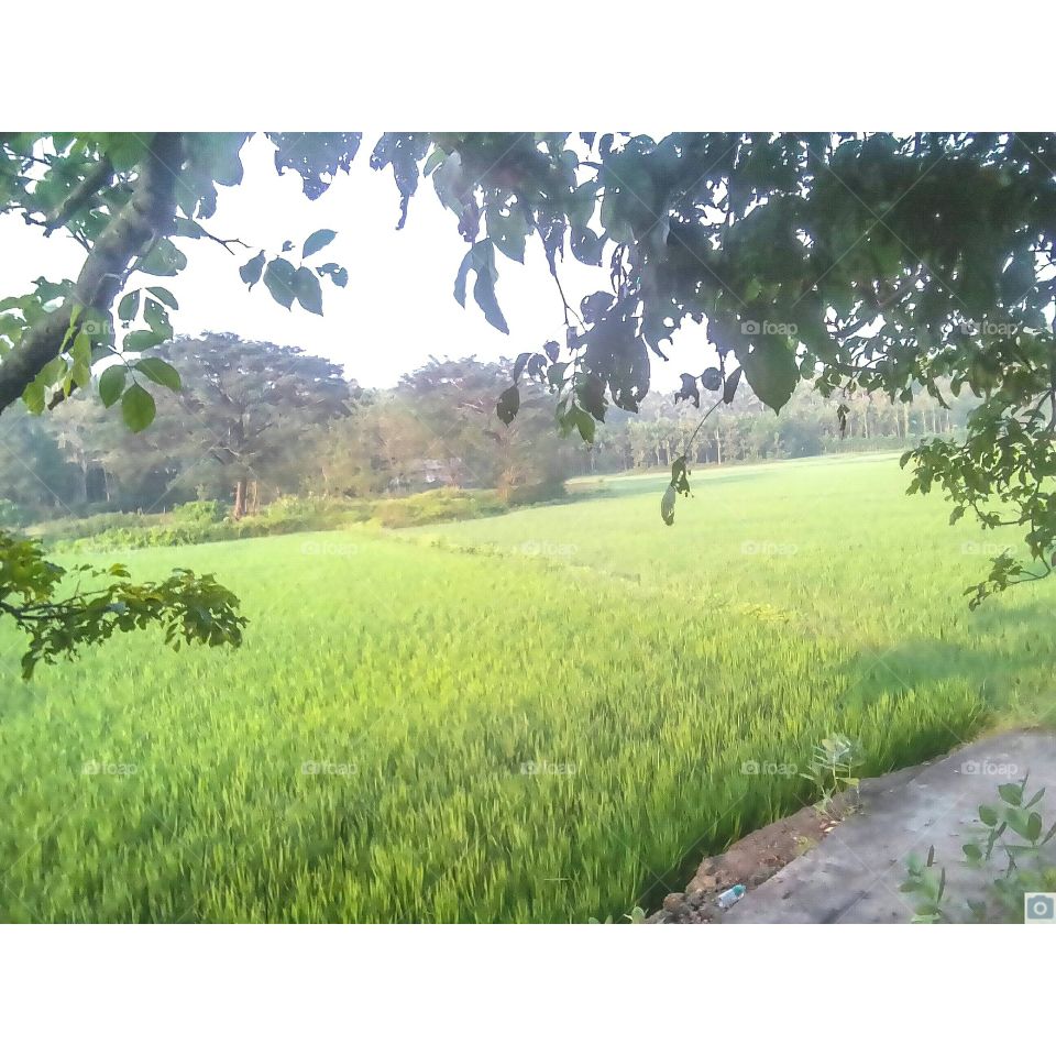 field of vazhalikavu