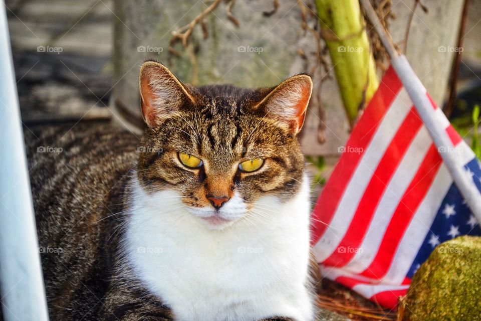 Cute kitty with the American flag
