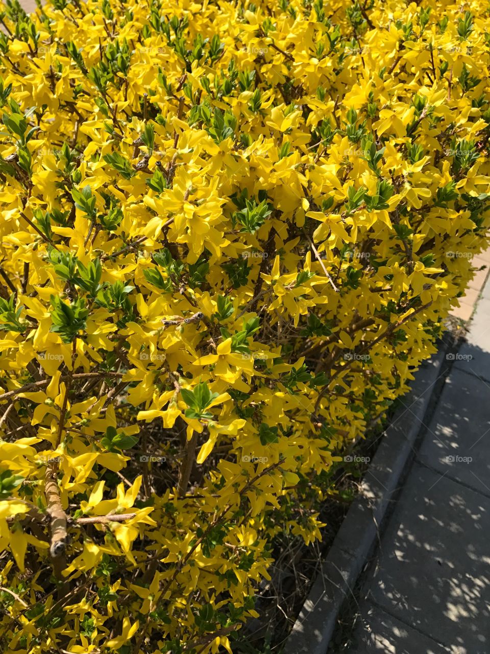 Leaf, Flora, Nature, Flower, Tree