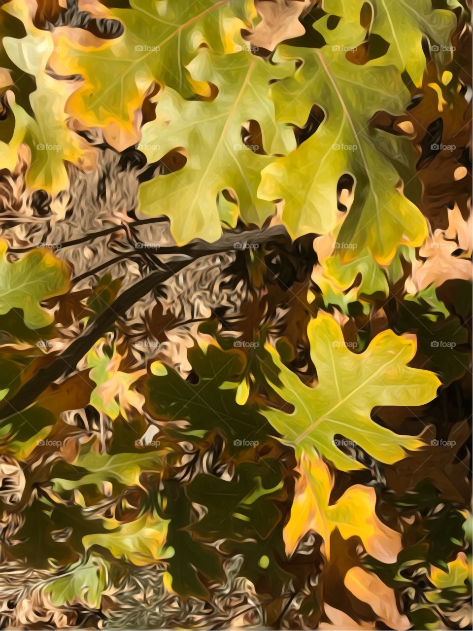 Close up oak leaves woods